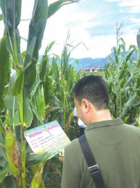 玉米 芯片 展 助力種業(yè)翻身仗