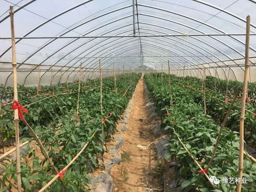 豫藝種業(yè)2018早春瓜菜新優(yōu)品種觀摩會邀請函