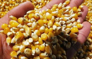 玉米終于迎來好消息 狠狠懟了美國一把