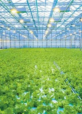 酒泉:蝶變中的種業強市