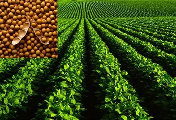 河南優(yōu)質(zhì)大豆種子——輝縣市豫北種業(yè)專業(yè)批發(fā)與供應(yīng)